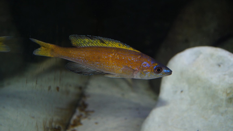 Cyprichromis microlepidotus 'Kiriza'